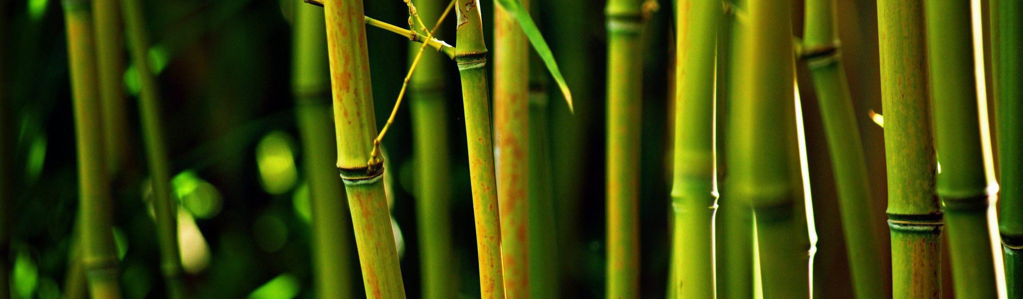 Canne e bastoncini di bambù per costruzione e decorazione, di varie misure, spessori e colori