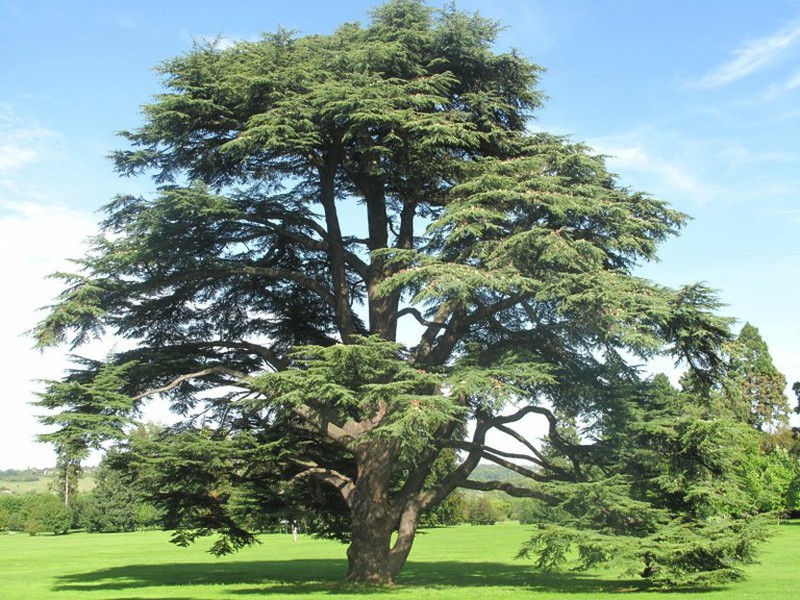 La magie des arbres