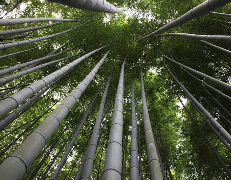 As vantagens do bambu