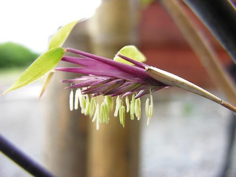 A floração do bambu