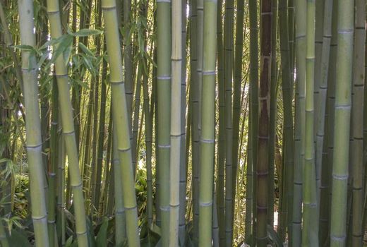 La dimensione del bambù