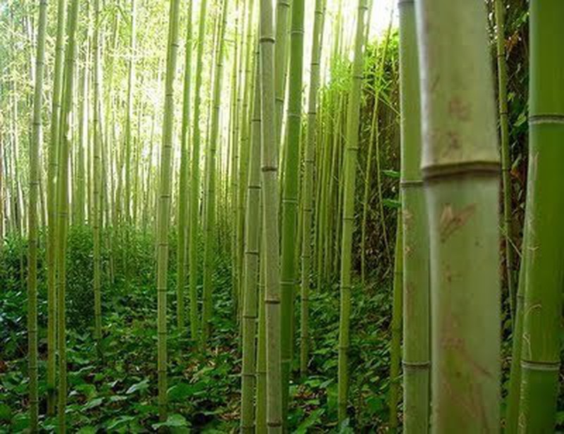 CURIOSIDADES DO BAMBU