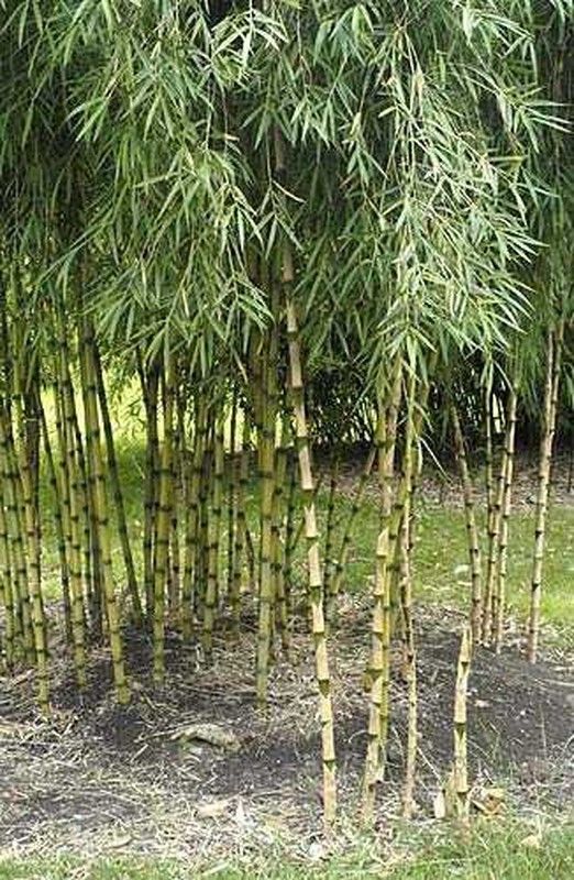 Semillas de Chusquea Culeou (10 u.)