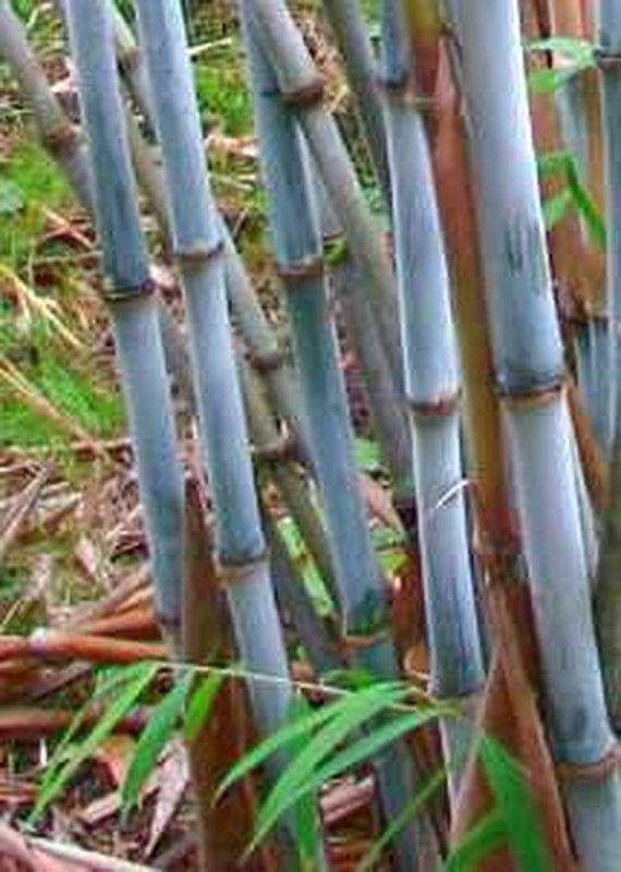 Semillas de Fargesia Papyrifera (10 u.) 