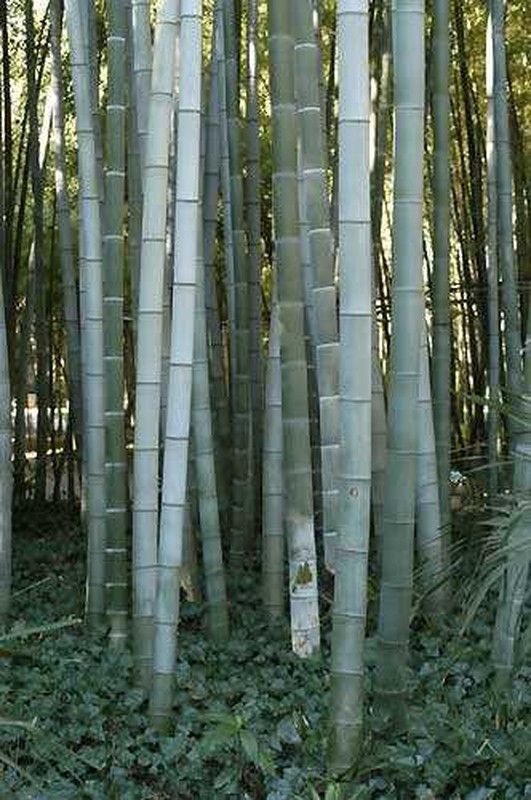 Semillas de Phyllostachys Pubescens (10u.)