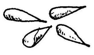 Bamboo Seeds