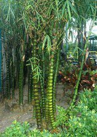 Uma floresta de bambu para acreditar no Oriente