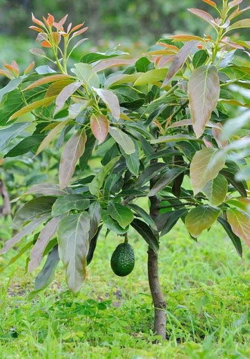 Arbol del Aguacate Hass