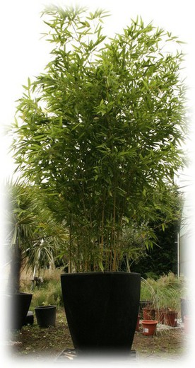 Bambù (Phillostachys Aurea)