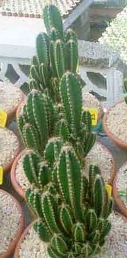 Cactus Ordenador, Cereus Peruvianus