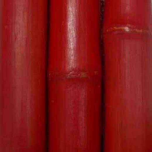 Caña bambu decoración Roja  20/30 mm Ø