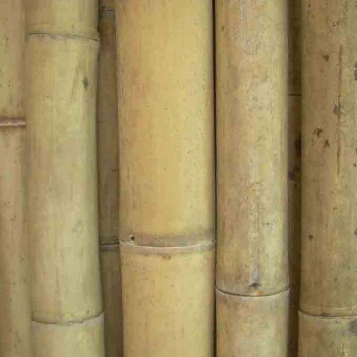 Caña bambú Guadua estructural construcción