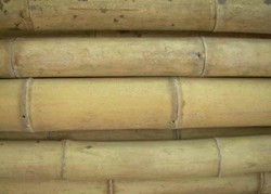 Canne en bambou Guadua 60/80 mm Ø