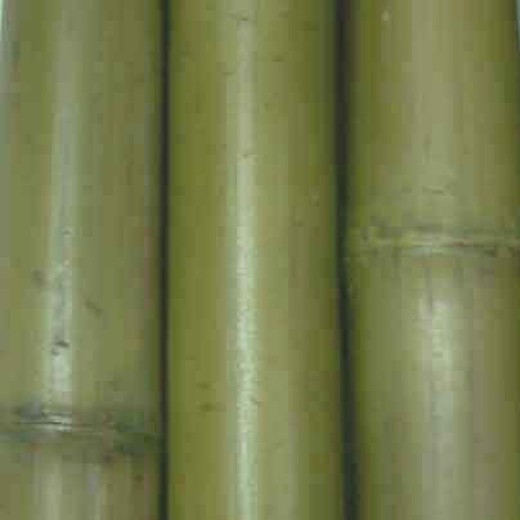 Cana de bambu manchada de verde