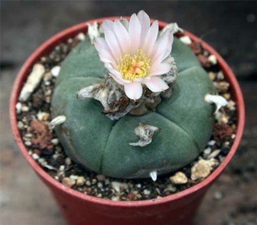 Peyote Lophophora Williamsii