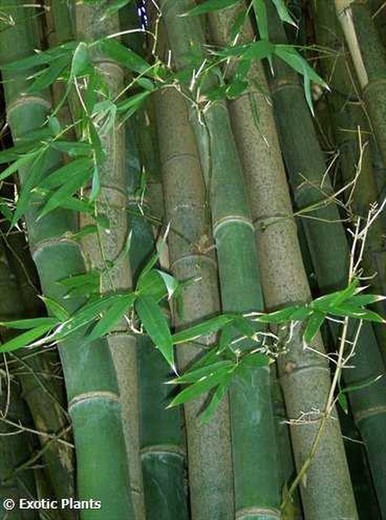 Semillas de Bambusa Arundinacea (10 u.)