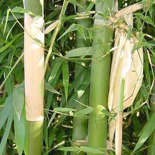 Semillas de Bambusa Nutans (10u.) Nepal Bamboo