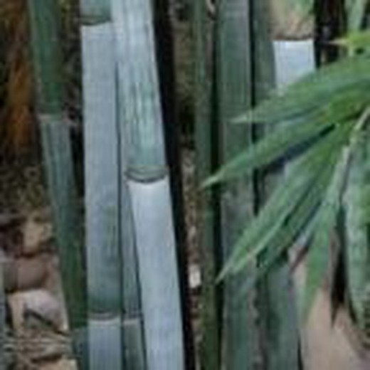 Sementes de Bambusa Textilis (10u.)