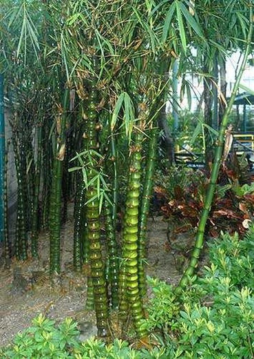 Sementes de Bambusa Ventricosa (10u.)