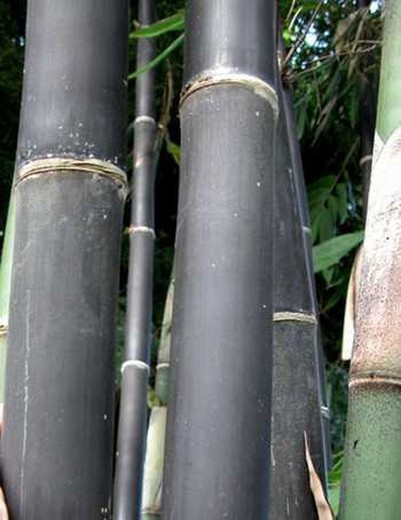 Semillas de Gigantochloa Atroviolacea (10 u.)