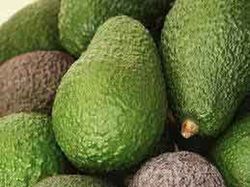 Arbol del Aguacate Hass