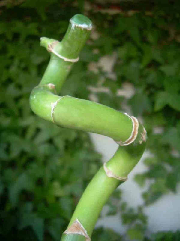 Bambú de la suerte — dbambu
