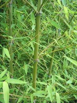 Bambu (Phillostachys Aurea)