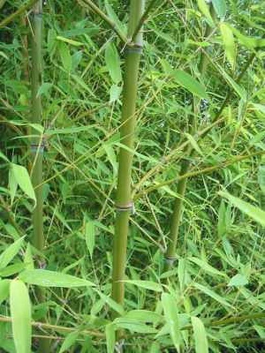 Bambu (Phillostachys Aurea)