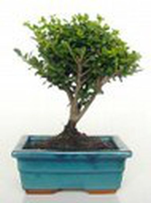 Bonsai Ilex Crenata 5 anni.