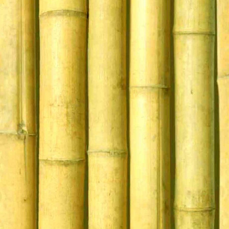 Descifrar Oriental flauta Caña bambú comun decoración interior barnizada transparente para interior.  Se trata de un bambú ligeramente cónico que suele usarse para decoración en  interiores. — Dbambu