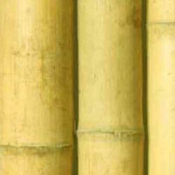 Caña bambú comun decoración interior (barnizada transparente)