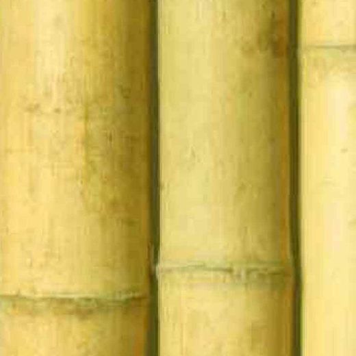 Caña bambú comun decoración interior (barnizada transparente)