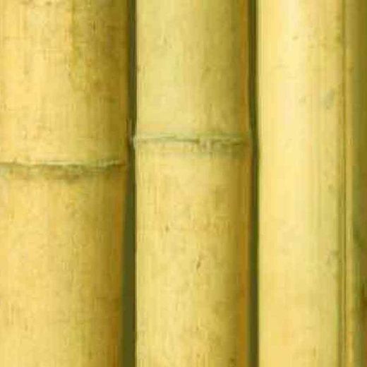 Caña bambú comun decoración interior (barnizada transparente)