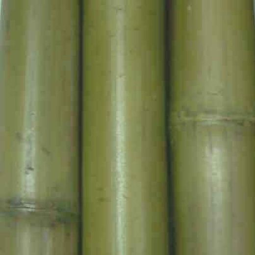 Caña bambu decoración Verde 50/60 mm Ø