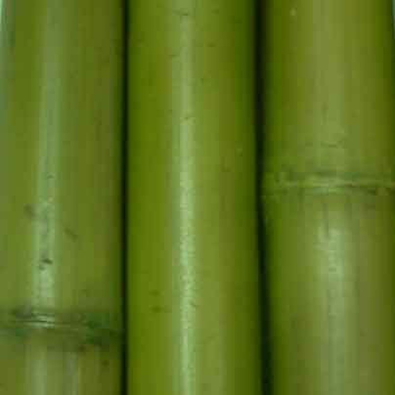 Bambú para decoración de media caña - Comprar online⎜ Gardeneas