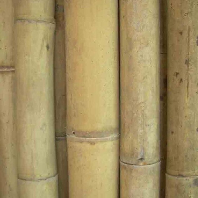 Canne di Bambù Moso