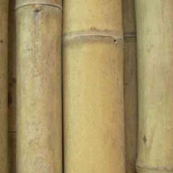 Canna di bambù Guadua costruzione strutturale