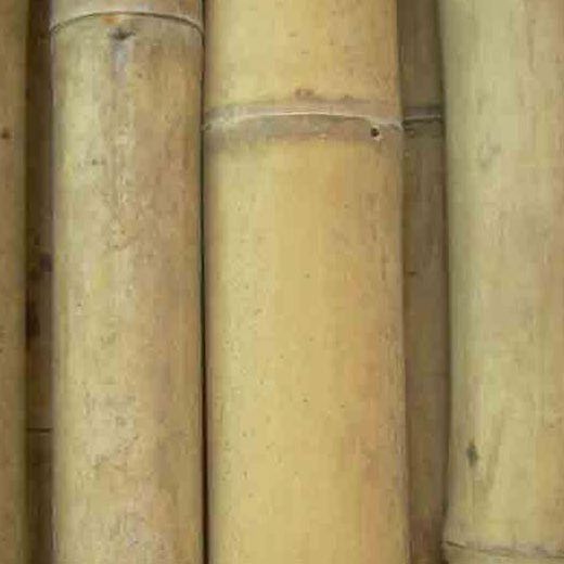 Canna di bambù Guadua costruzione strutturale