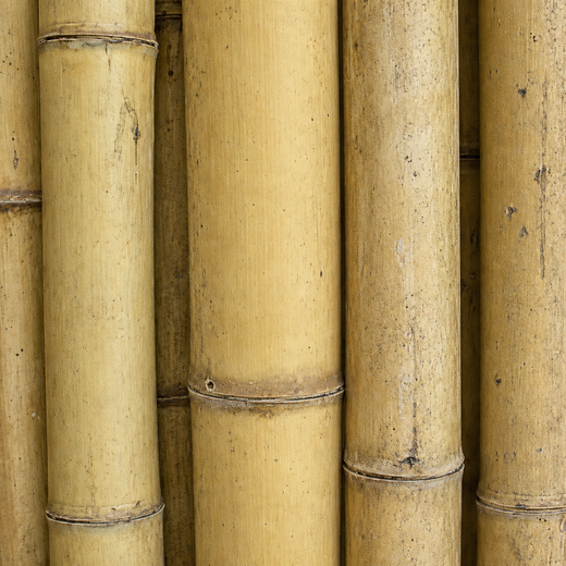 Construção estrutural de cana de bambu Guadua