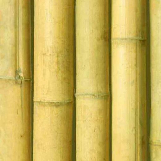 Caña bambú natural decoración