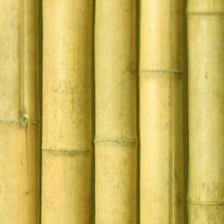 Caña bambú natural decoración
