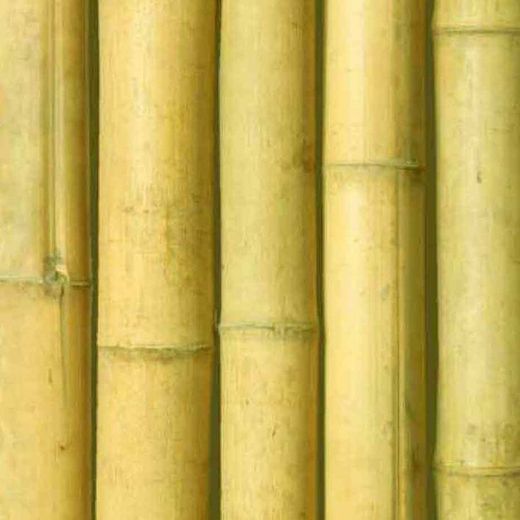 Caña bambú natural decoración