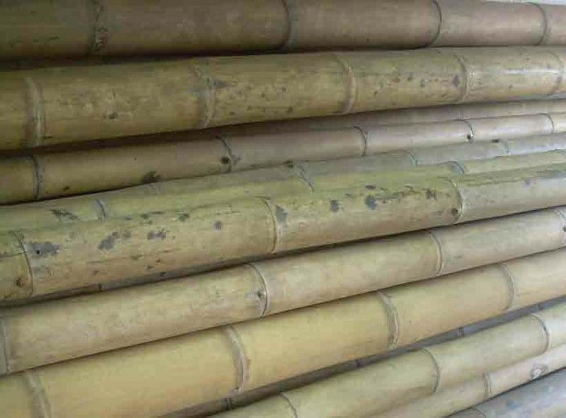 Caña de bambú Guadua 120/140 mm Ø — dbambu