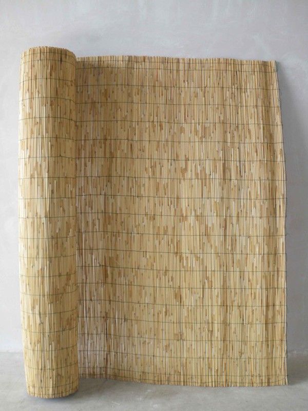 Cañizo Big-Goacane — dbambu