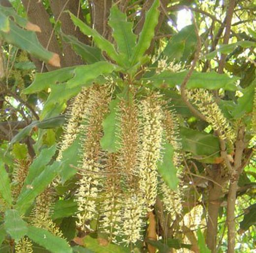 macadamia
