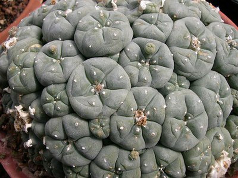 Peyote Lophophora Williamsii — dbambu