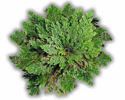 Rosa de Jericó grande