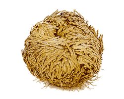 Rosa de Jericó grande