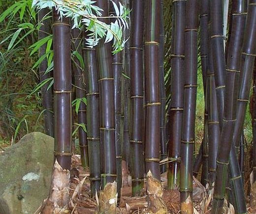 Graines de Bambusa Lako (10 u.)