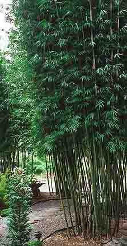 Semillas de Bambusa Textilis (10u.) — dbambu